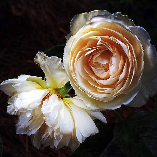 Rose Ballerina