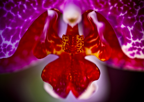 Orchid