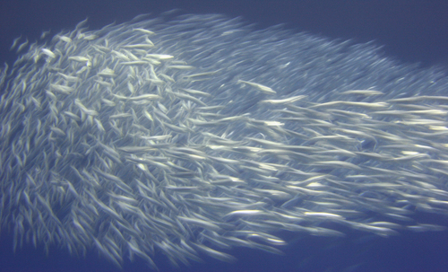 Fish Shoal (3)