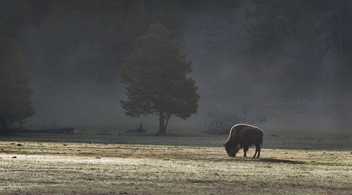 Solitary