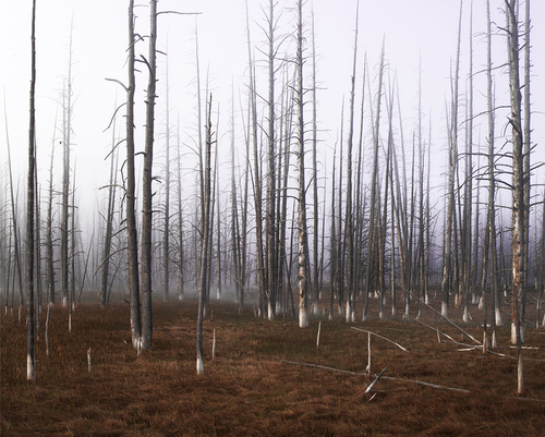 Stick Forest