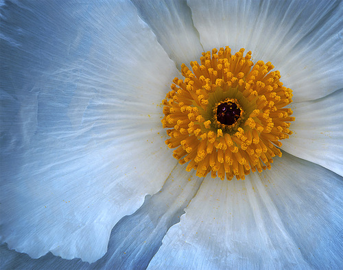 Texas Prickly Poppy