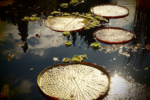 Water Lilies