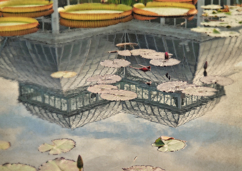 Aquatic Reflection