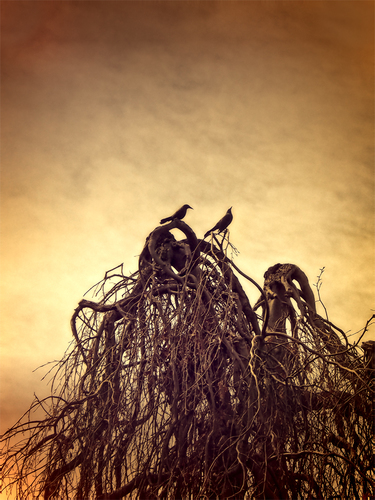 Spring Awakening
