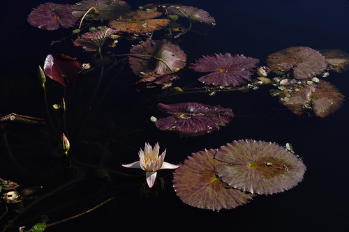 November Lotus