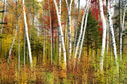 Vermont Birches