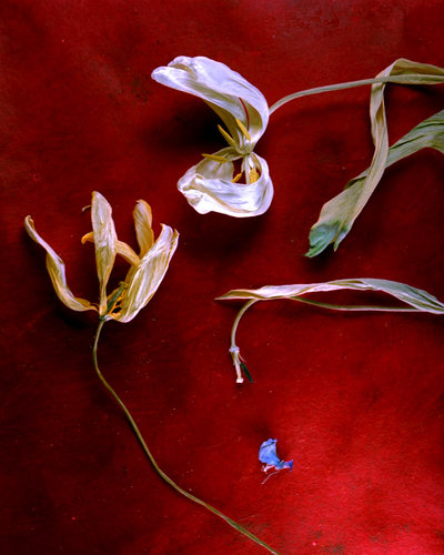 The Blue Petal