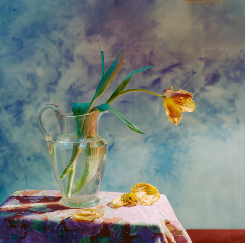 tulip in glass pitcher