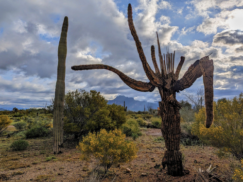 Skeleton Saguaro,Superstition Mountains, Arizona