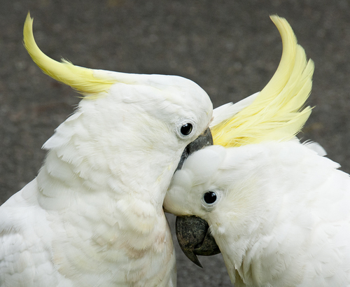 Cockatoos