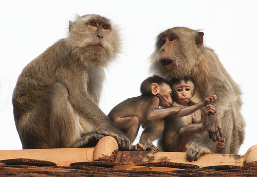 Monkey Business