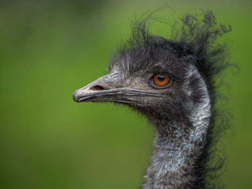 Emu