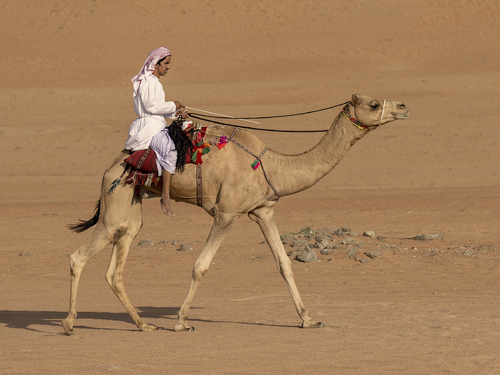 Desert Transport