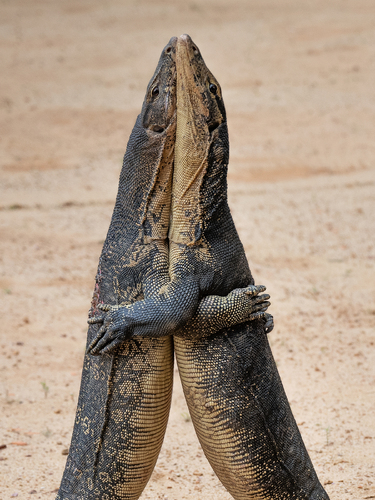 Monitor Lizards Wrestling
