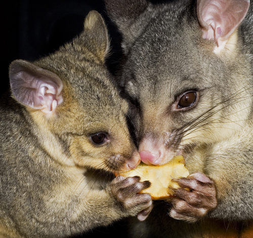 Possums Sharing
