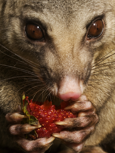 Stolen Strawberry