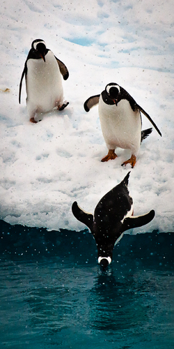 A Snowy Plunge