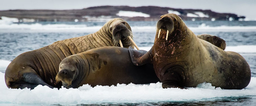 A Family Float