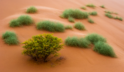 Desert Bloom