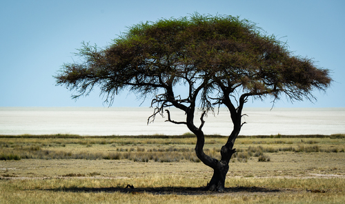 Acacia