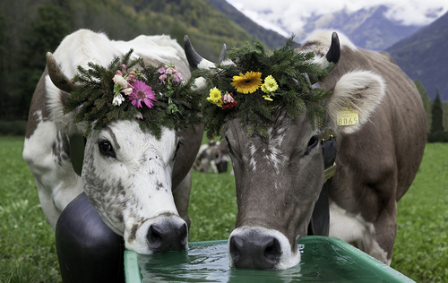 Beauty Pageant