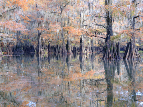 Swamp