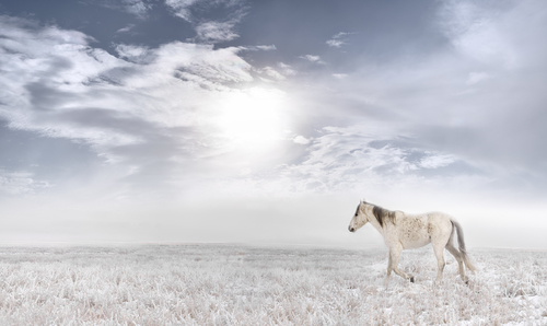 Wild Horse