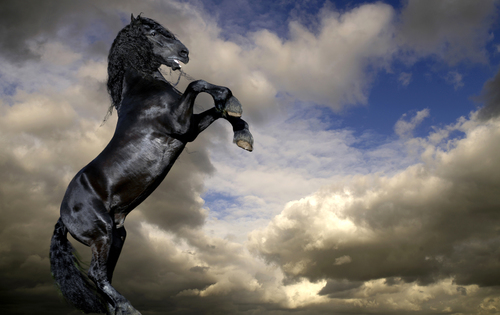 The Frysian Horse