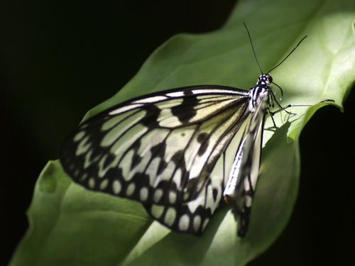 butterfly