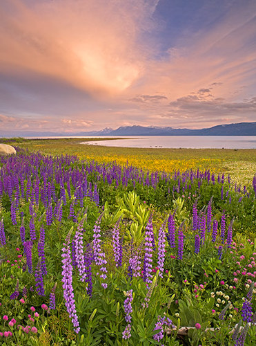 Tahoe Lupine