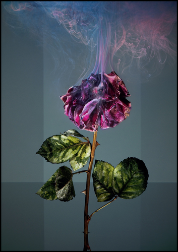 A Rose from Auschwitz