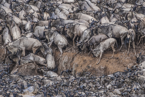 WILDEBEEST MIGRATION