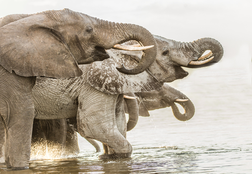 Elephant  Drinking