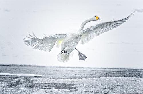 Swan flying high