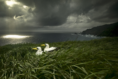 Masked Boobies before storm