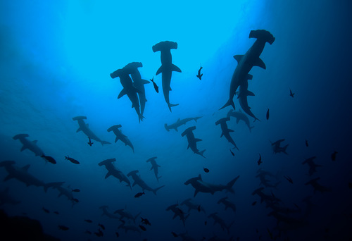 Schooling Hammerheads
