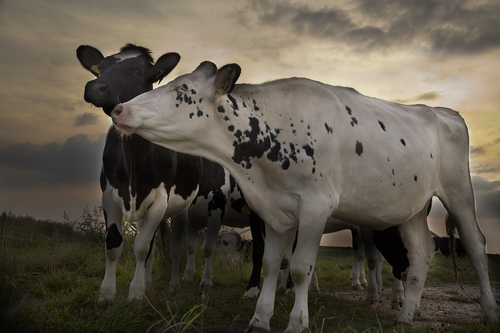 Dutch Cows (1)