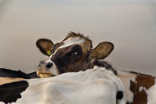 Dutch Cows (2)