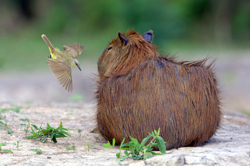 Hunting