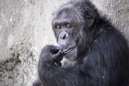 Contemplation