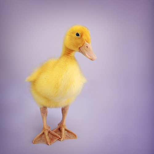 Duckling