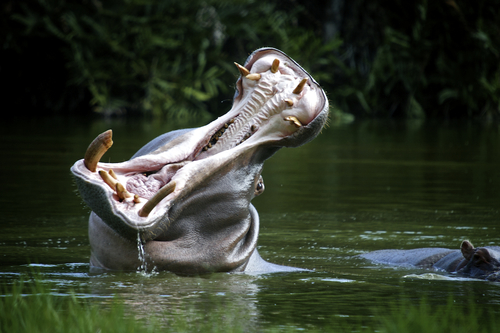 Hippopotamus