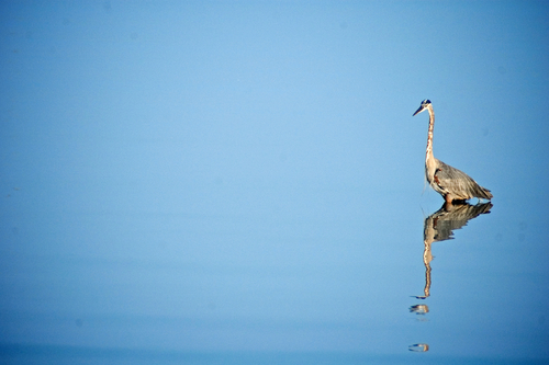 Great Blue Heron, Eastern Shore, Virginia