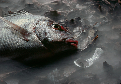 Food Chain