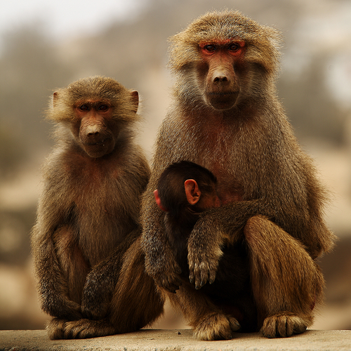 Family