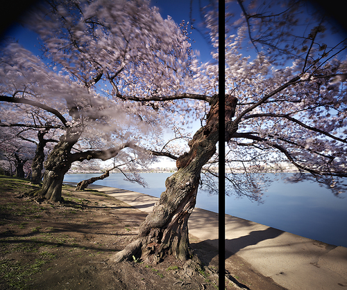 Sentinel Cherry, (30 Minutes at Peak Bloom)