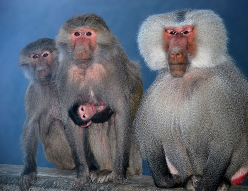 Family Snapshot