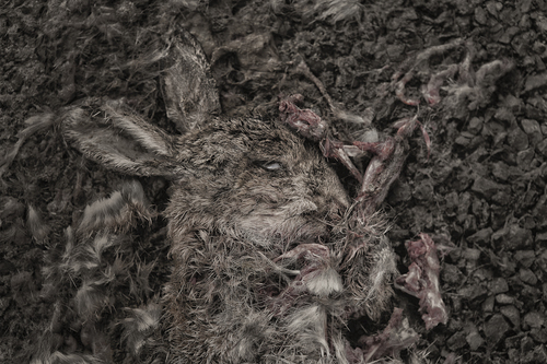 Run Rabbit Run
