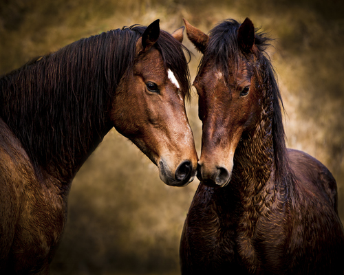 Kaimanawa Stallions